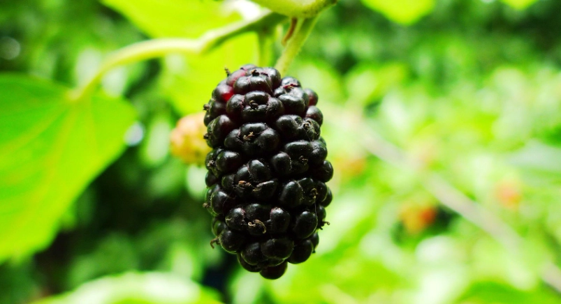 桑椹食用方法 桑椹食用方法