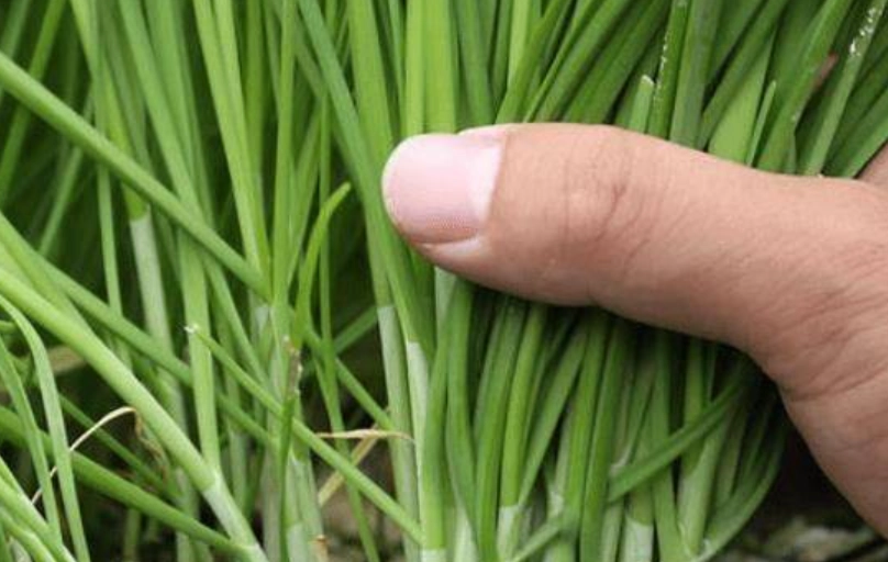 韭菜對男性健康 韭菜對男性健康