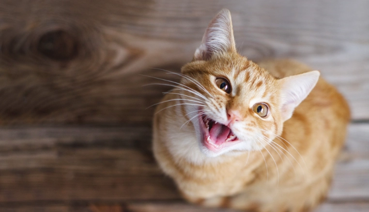 貓叫聲吸引貓咪