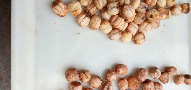 蓮子殼中醫 蓮子殼中醫