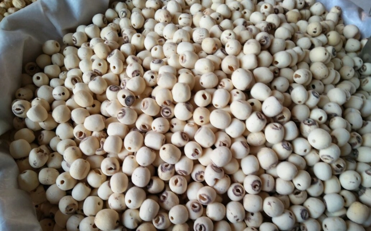 有芯蓮子與無芯差別