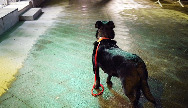 走失狗協尋方法