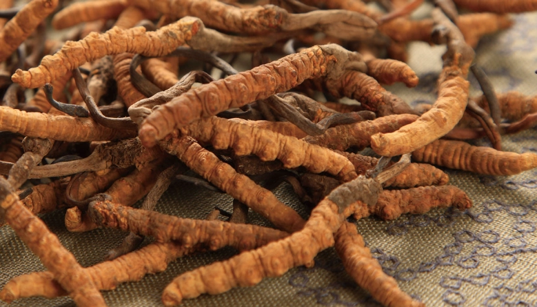 蟲草最佳服用時間