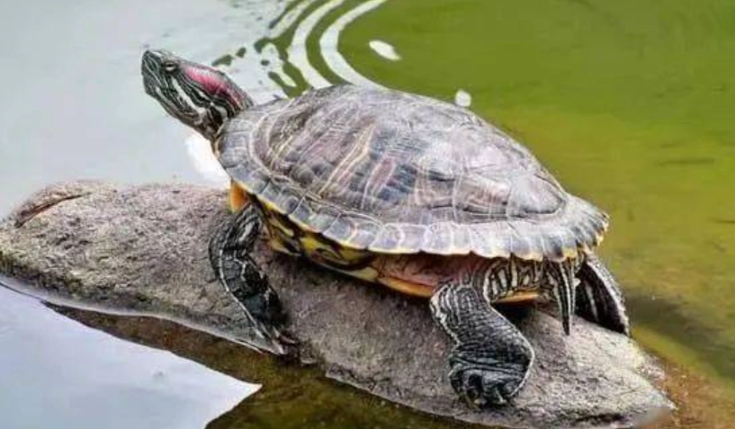 烏龜水位深度 烏龜水位深度