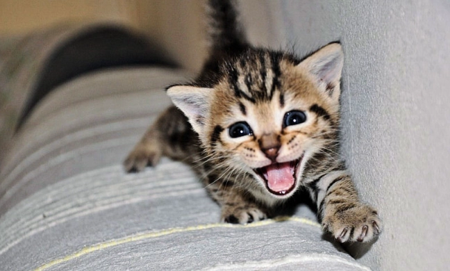 寵物營養離胺酸 寵物營養離胺酸