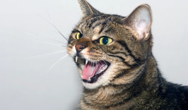 貓生氣叫聲