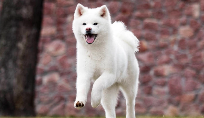 秋田犬顏色遺傳