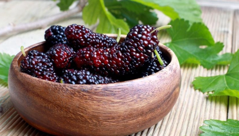 桑椹營養 桑椹營養