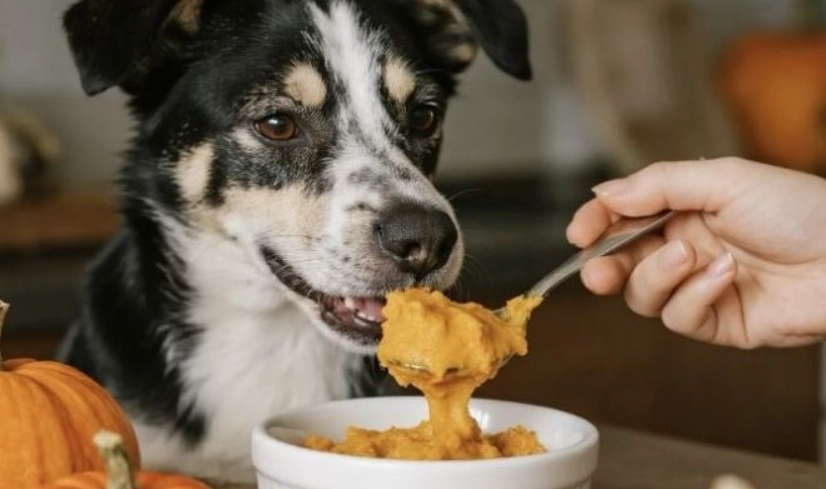 狗狗胰臟炎食譜