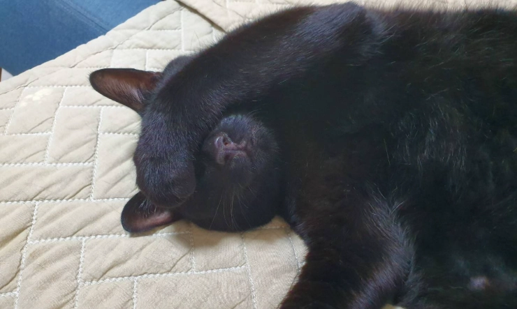 貓離胺酸副作用