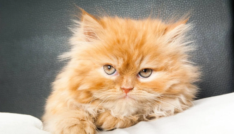 波斯貓起源國家