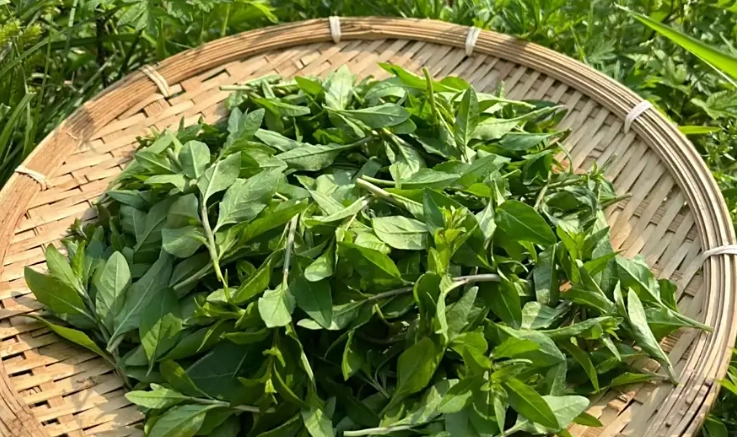 枸杞葉食譜 枸杞葉食譜