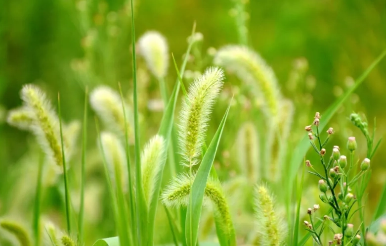 台灣九尾草用途 台灣九尾草用途