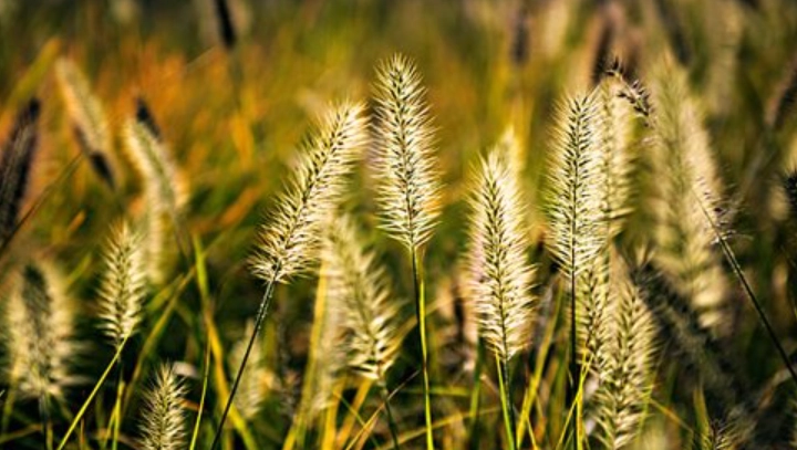 九尾草功效 九尾草功效