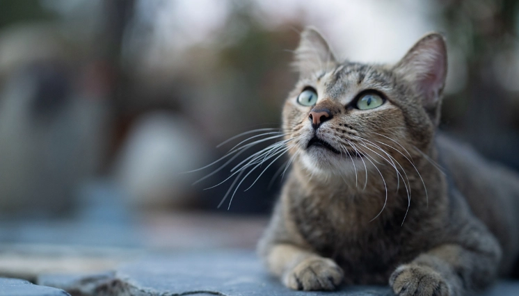 貓尾巴下垂原因