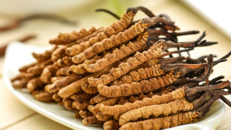 冬蟲夏草小朋友劑量 冬蟲夏草小朋友劑量