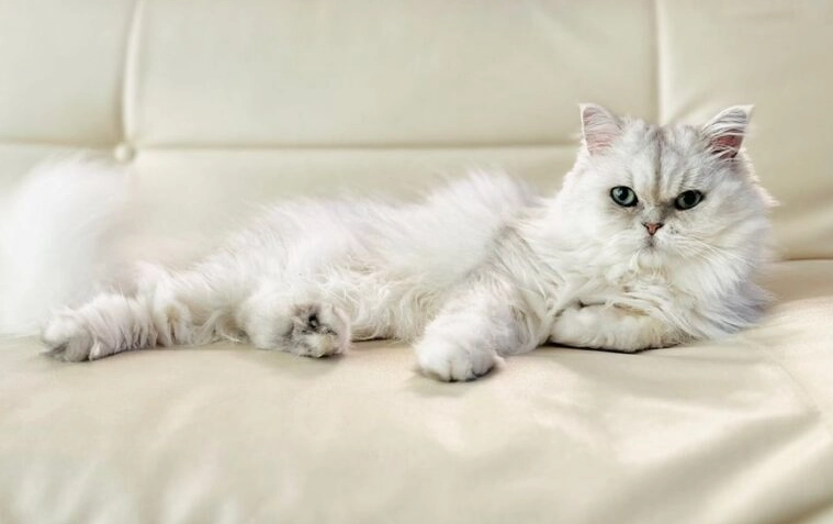 波斯貓起源國家