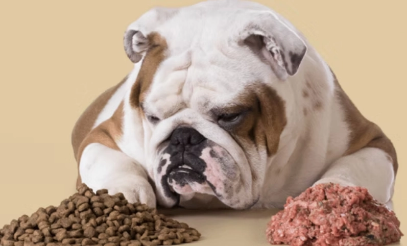 胰臟炎狗飲食管理