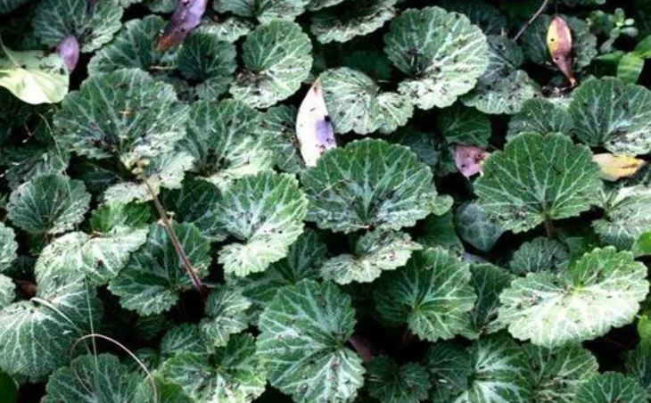 金線蓮養生功效