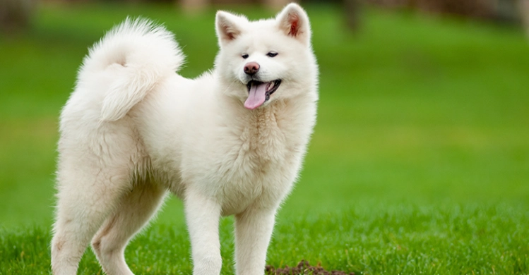 白色秋田犬特徵 白色秋田犬特徵