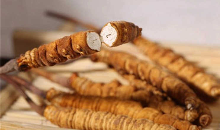 冬蟲夏草兒童食用 冬蟲夏草兒童食用