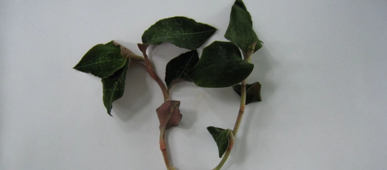 金線蓮每日飲用