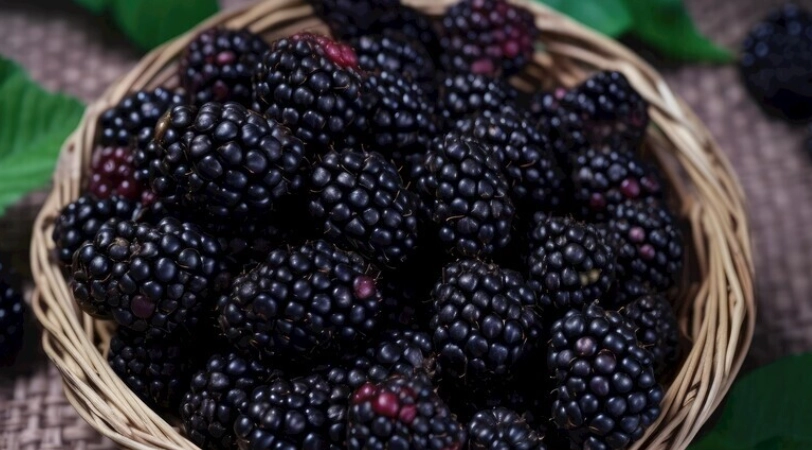 桑椹食用方法 桑椹食用方法