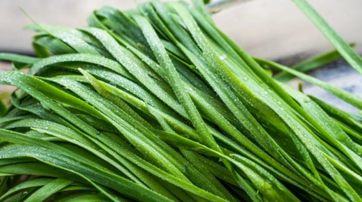 韭菜禁忌 韭菜禁忌