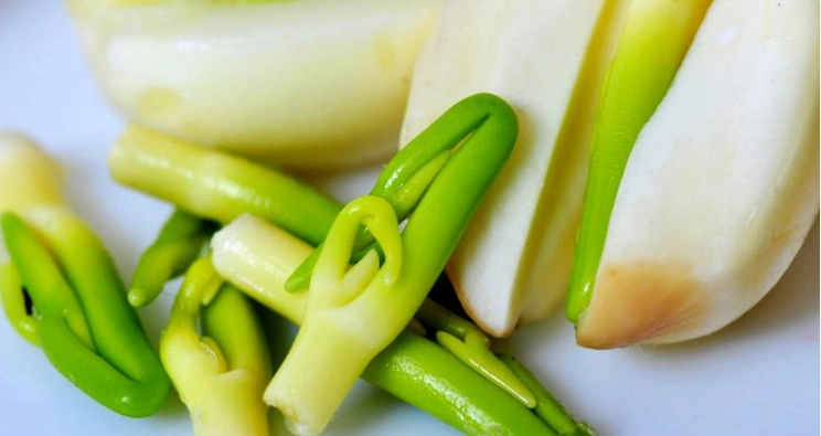 蓮子芯毒性 蓮子芯毒性