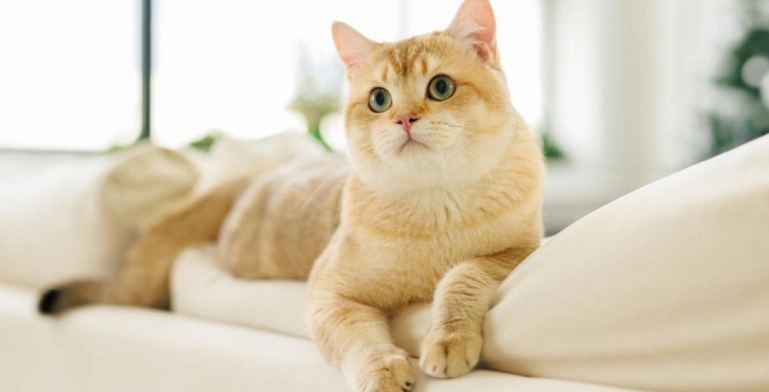 離胺酸貓咪健康