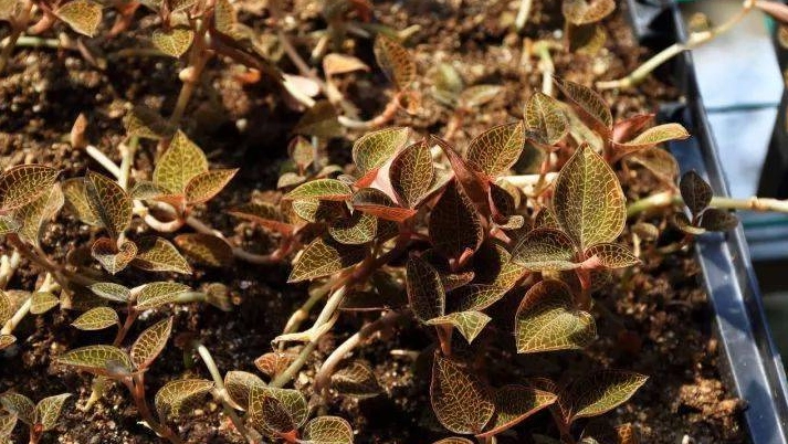 金線蓮每日飲用