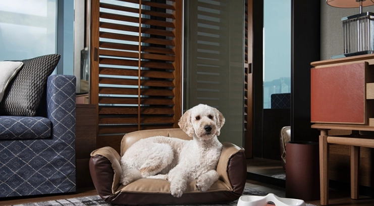 新竹帶寵物住宿推薦