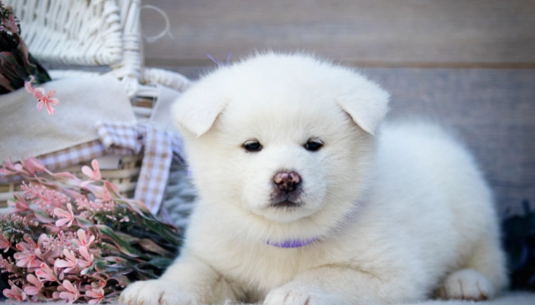 秋田犬飼養方法 秋田犬飼養方法