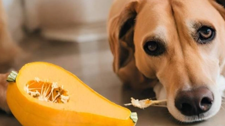 狗狗胰臟炎食譜