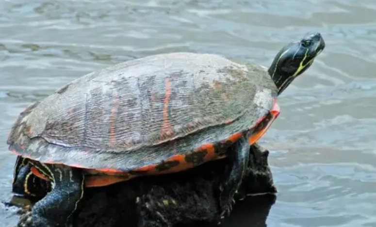 烏龜養殖水位管理 烏龜養殖水位管理