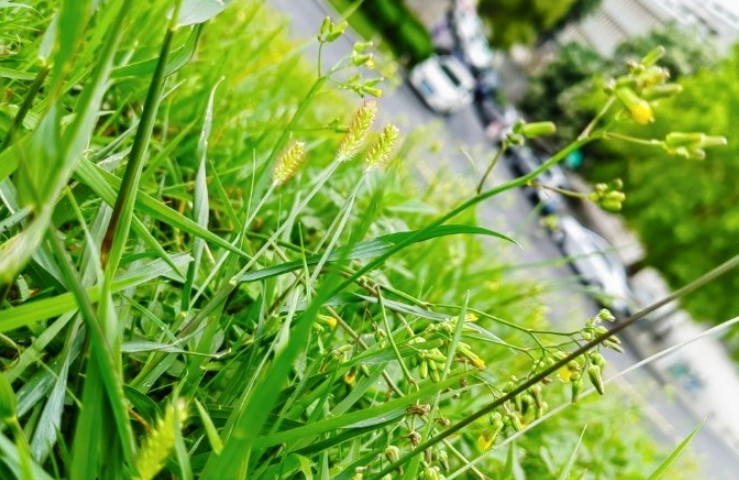 台灣九尾草用途 台灣九尾草用途