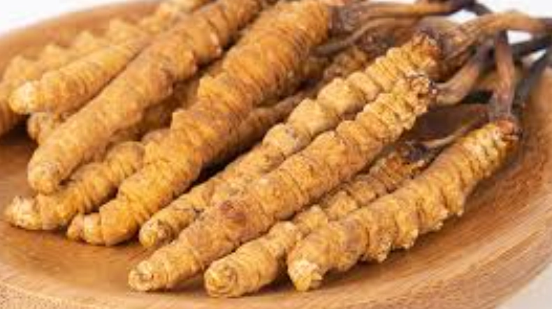 蟲草食用方法 蟲草食用方法