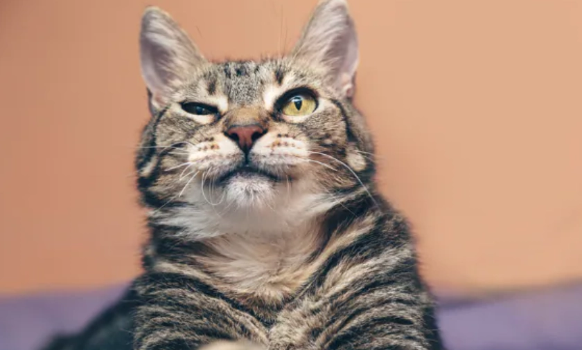 貓咪離胺酸補充