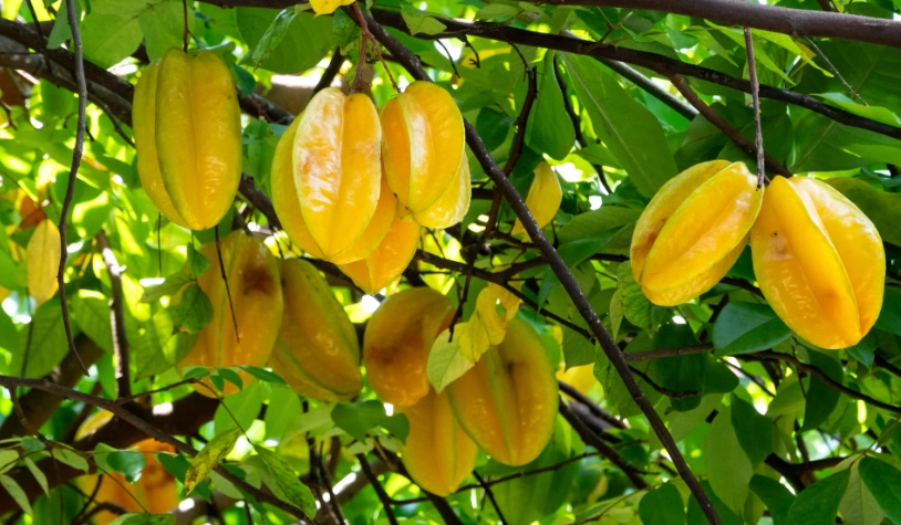 高血壓 飲食 楊桃