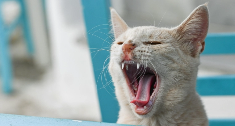 貓聲音沙啞原因