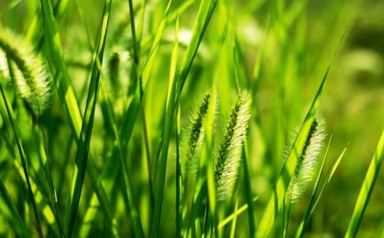 九尾草功效 九尾草功效