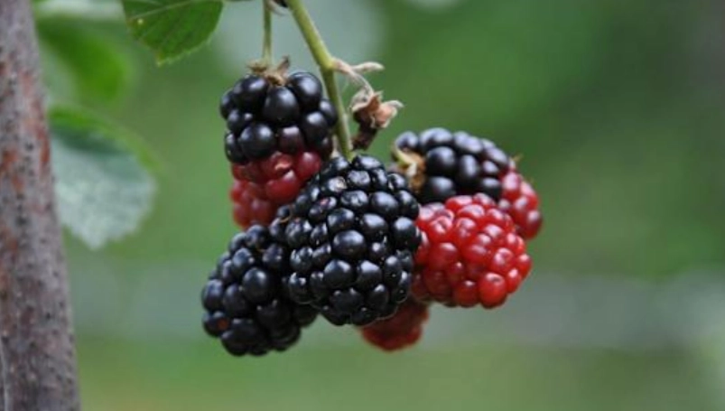 桑椹副作用 桑椹副作用