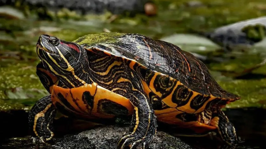 養烏龜水位 養烏龜水位