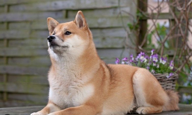 柴犬年齡對照表