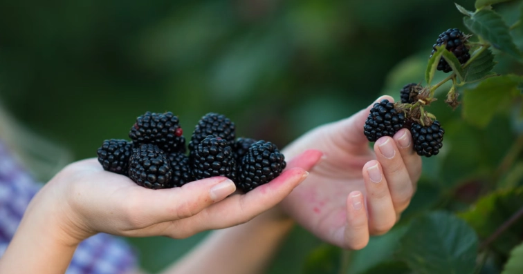 桑椹禁忌人群 桑椹禁忌人群