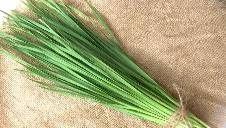 韭菜營養價值 韭菜營養價值