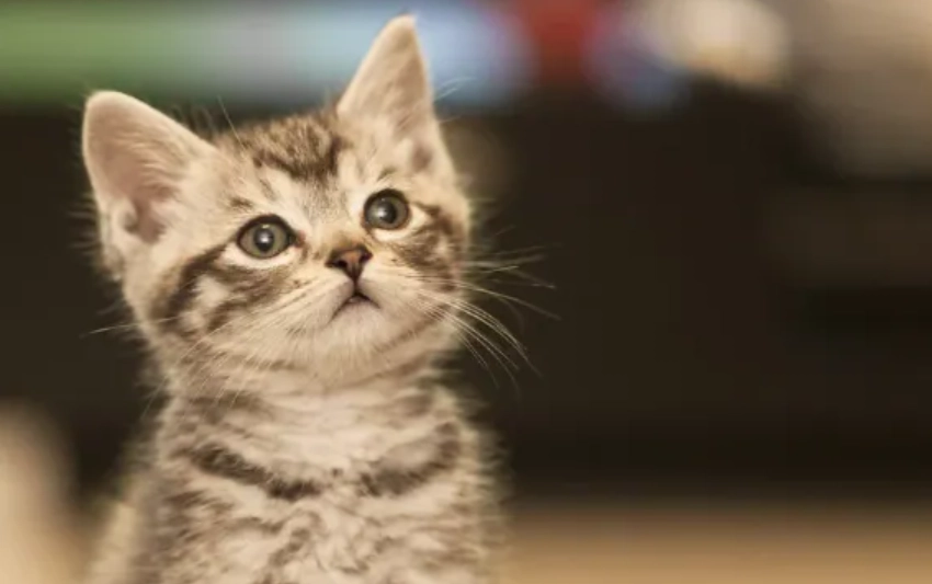 離胺酸貓免疫力