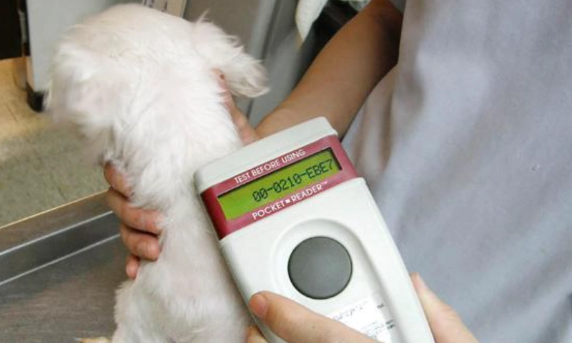 走失狗協尋方法