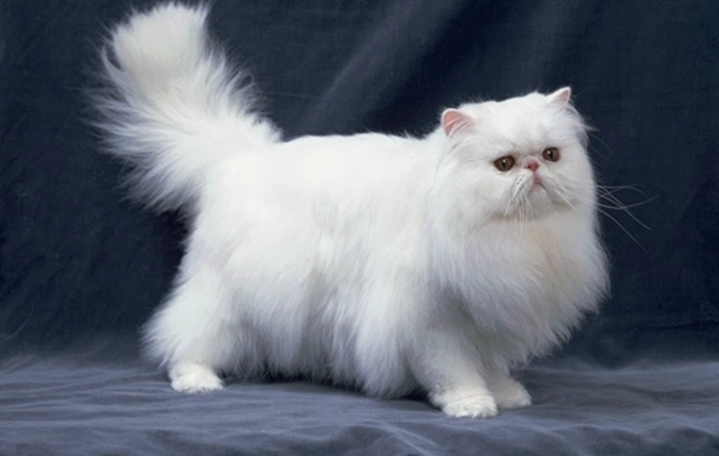 波斯貓飼養國家