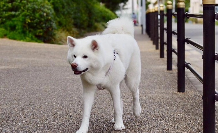 秋田犬飼養方法 秋田犬飼養方法